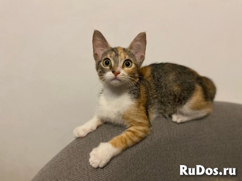 Ищут дом два чудесных котенка Тигра и Нычка. фотка