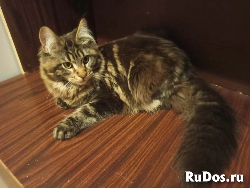 Котята мейн-кун мраморного окраса. изображение 8