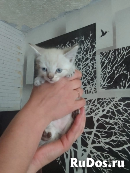 Котята 4мальчика фото