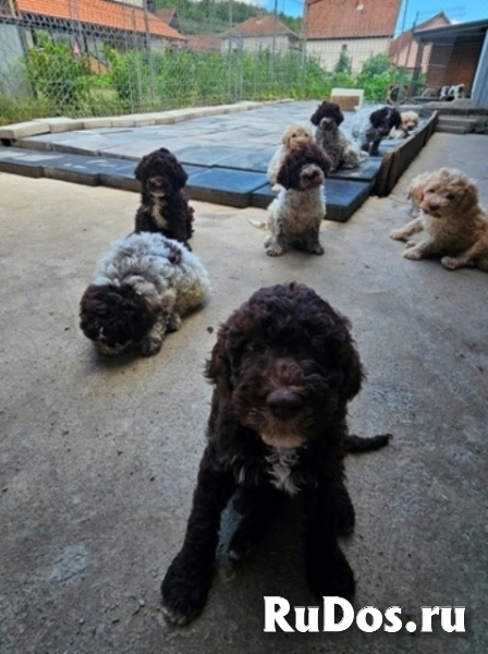 Лаготто-романьоло, великолепные щенки изображение 6