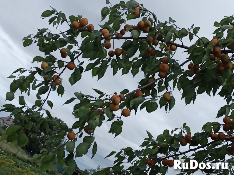 Спелые абрикосы фото