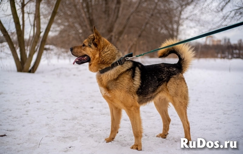 Охранник Гром в добрые руки изображение 4