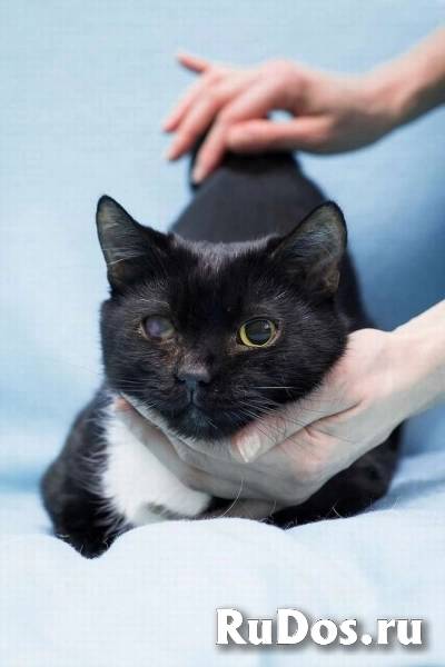 Котя ищет дом. фотка