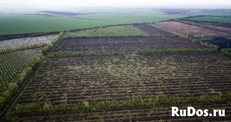 Расчистка участка мульчером от 1 Га, спил деревьев фотка