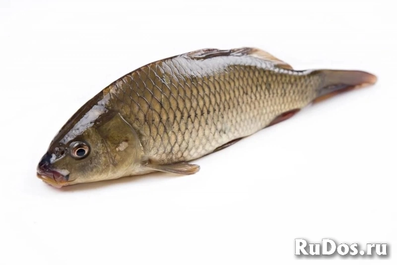 Продажа малька Карпа чешуйчатого фото