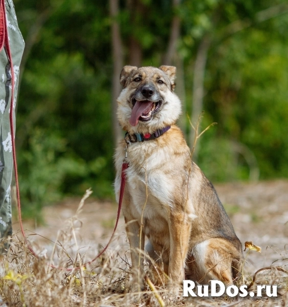 Принцесса в добрые руки! изображение 3