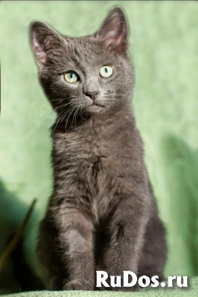 Котенок Сержик 3 месяца от роду в добрые руки изображение 4