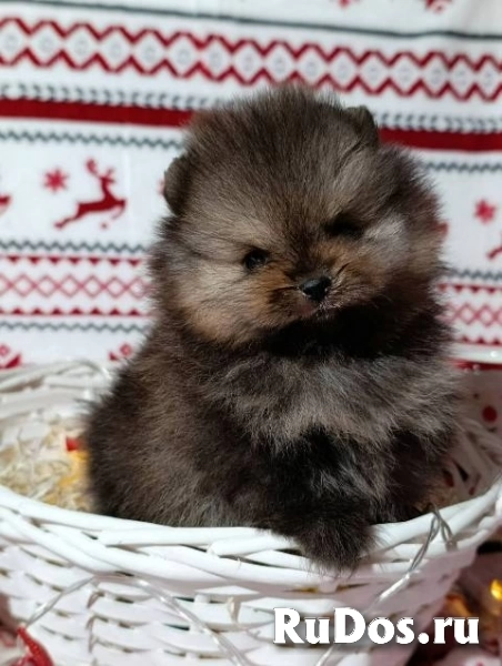 Щенки померанского шпица, девочки изображение 8