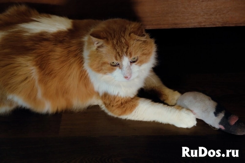 Замечательный кот Рыжик ищет любящий дом! изображение 6