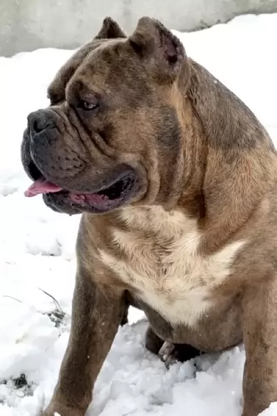 Американский булли XL/XXL изображение 9