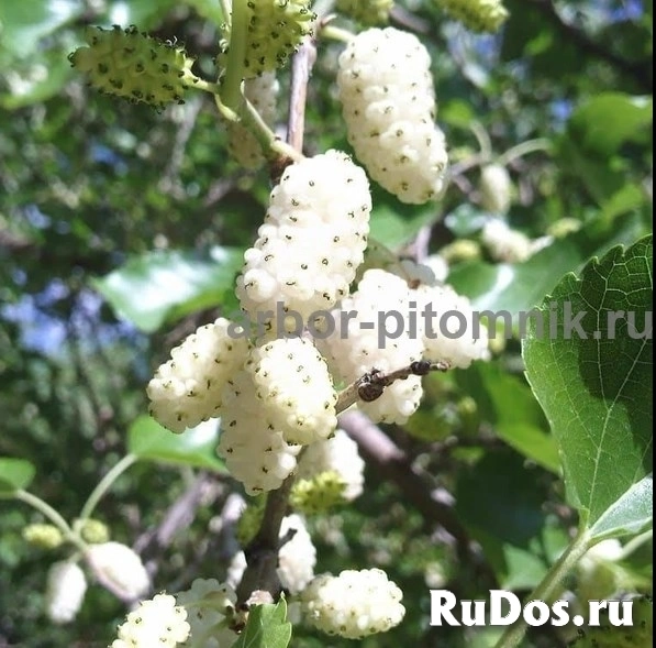 Плодовые деревья и плодовые крупномеры (большемеры) взрослые деревья изображение 4