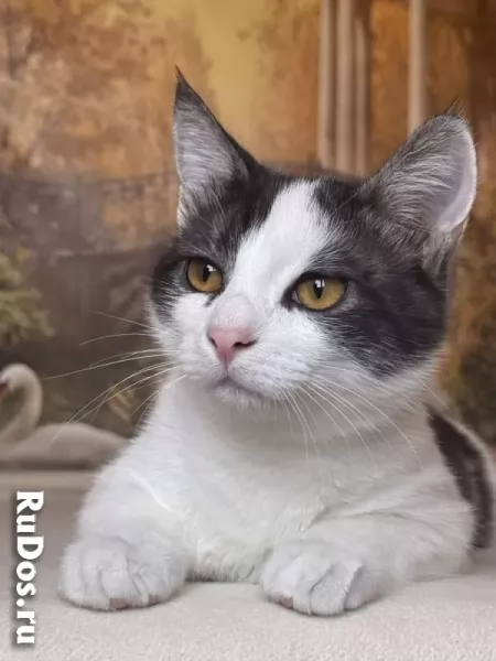 Замечательный котенок Лунтик  ищет дом! изображение 4