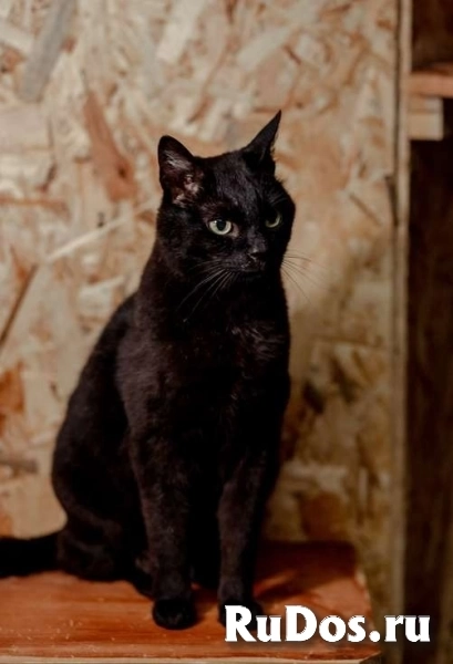 Невероятный кот Пушонок в поисках дома изображение 6