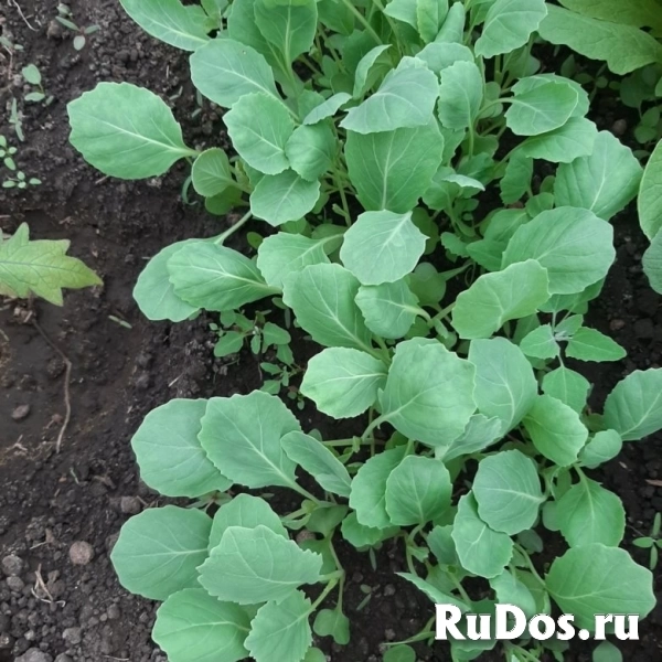 Продаю рассаду фото