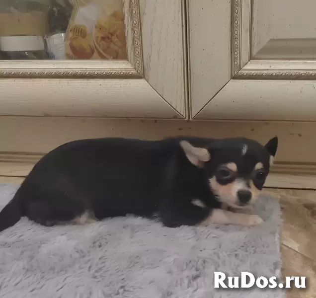 Милые щеночки Чихуахуа изображение 5