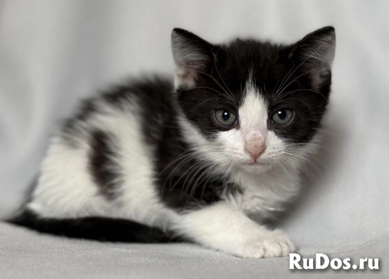 Котята ищут дом. изображение 3