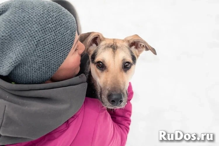 Собака-олененок Одри ждет свою семью! изображение 8