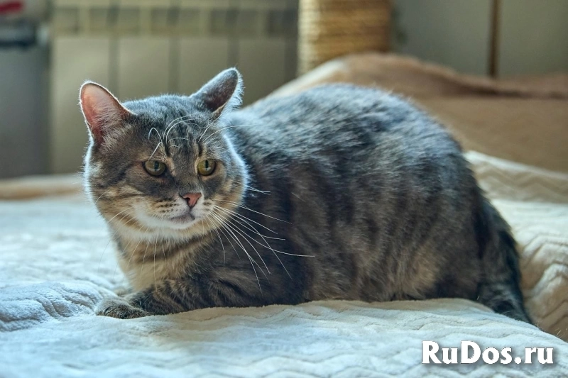 Котик Луня в добрые руки изображение 3