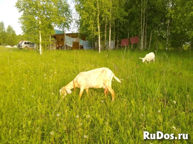 Продажа эко фермы Нижегородская область фотка