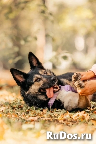 Макена ищет дом. изображение 4