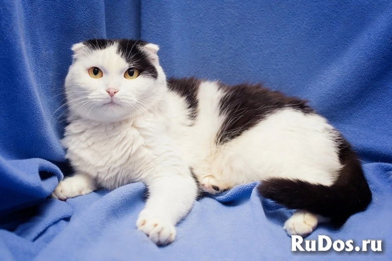 Добрая ласковая вислоухая кошка Ксюшенька ищет дом изображение 4