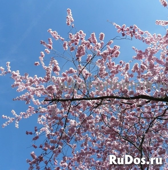 Сакура (вишня японская декоративная) в горшках для посадки купить изображение 3