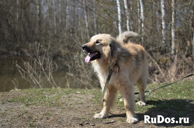 Большой пушистый Зефир ищет дом. изображение 4