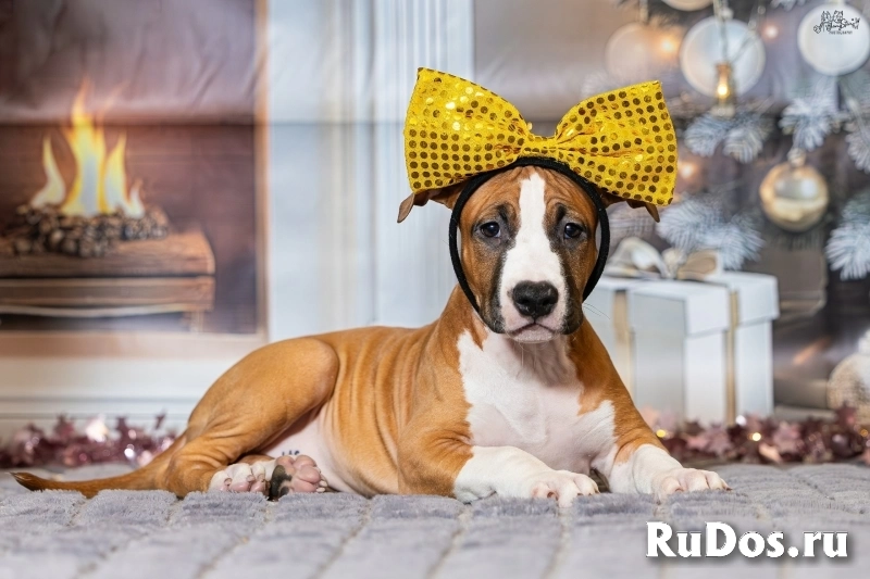 Красивая рыжая девочка Амстаффтерьера 3 месяца изображение 3