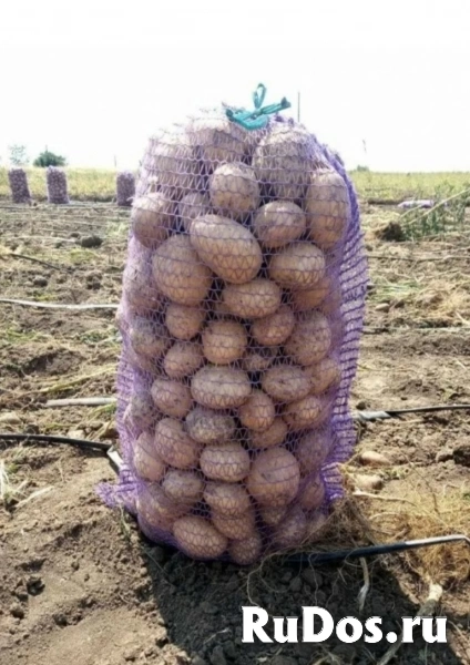 Купить молодой картофель оптом картошку фото