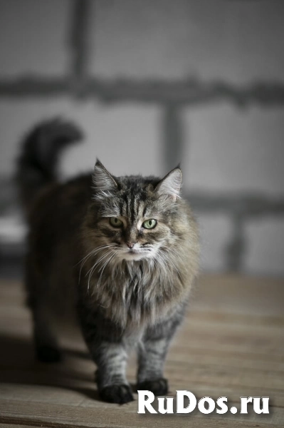 Каждой кошке нужен дом. изображение 3