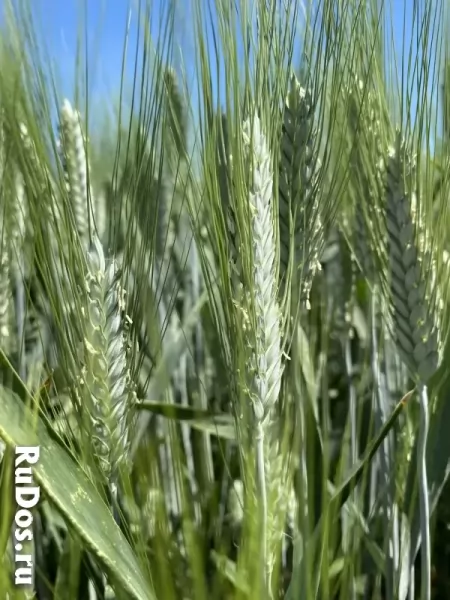Семена пшеницы озимой твердой купить Агат Донской Амазонка Одари фото