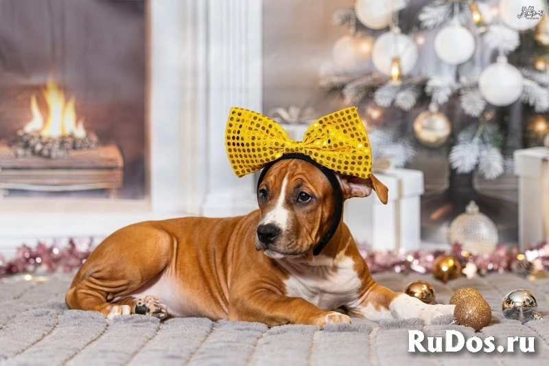 Милая девочка Амстаффтерьера для души изображение 4