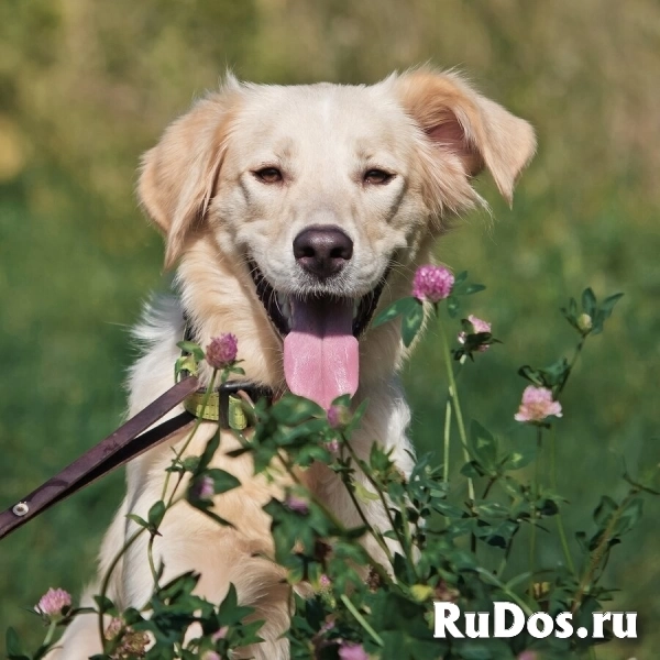 Ищет дом чудесный пес Арни. изображение 8