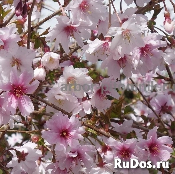 Сакура (вишня японская декоративная) в горшках для посадки купить фотка