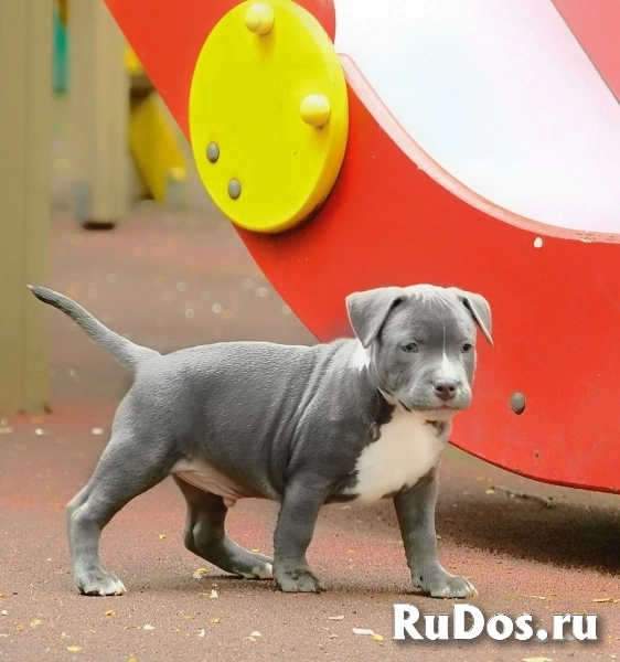 Голубой кобель аст  ркф фото