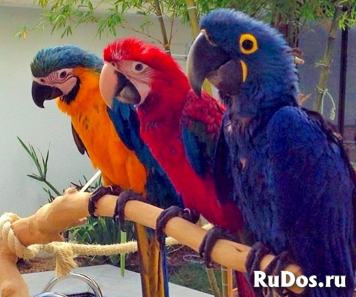 Попугаи ара -  ручные птенцы из питомника фото