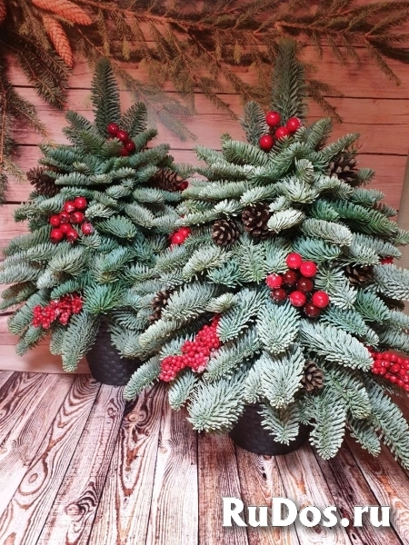 «Ёлочный Базар» - живые елки в Серпухове изображение 3