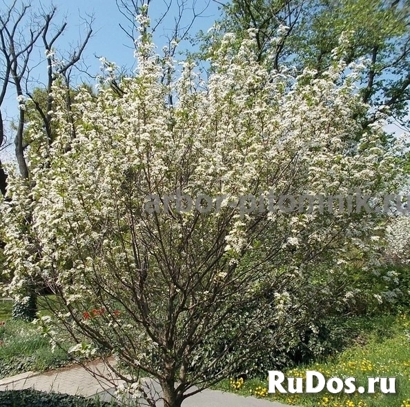 Сакура (вишня японская декоративная) в горшках для посадки купить изображение 6