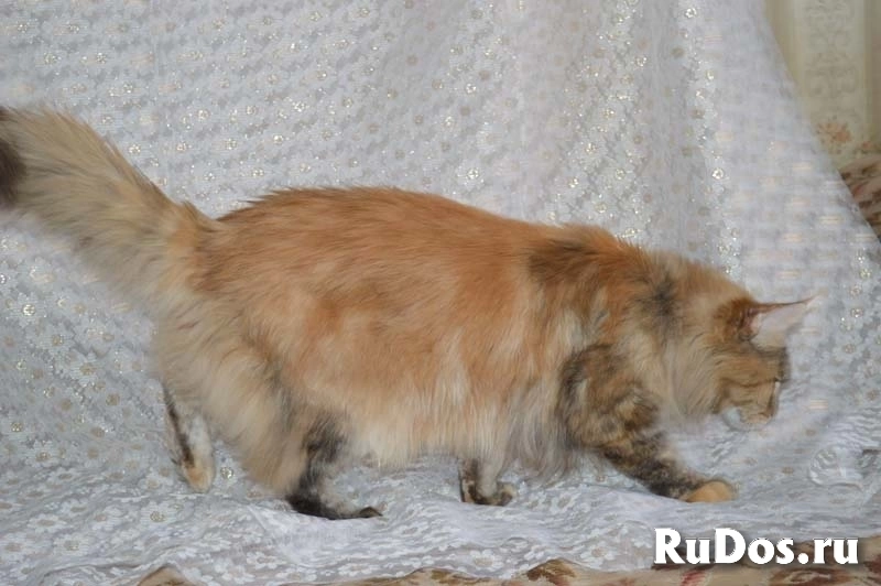 Котята мейн-кун мраморного окраса. изображение 10