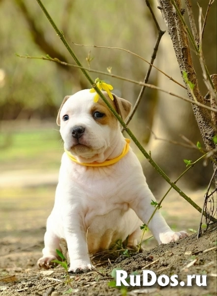 Милые детки Амстаффтерьера ркф изображение 8