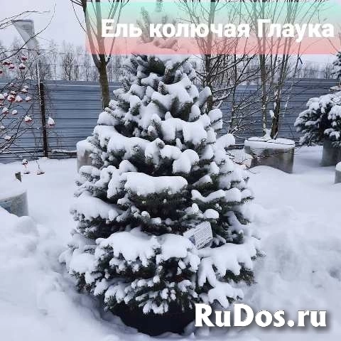 Туи. Любые хвойные растения. изображение 3