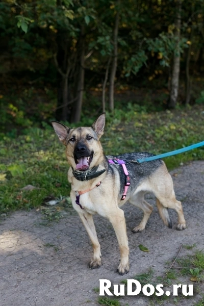 Мила самая милая и добрая собака ищет дом! изображение 7