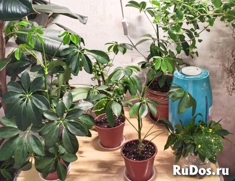 , купить растения объявление , купить растения фотка