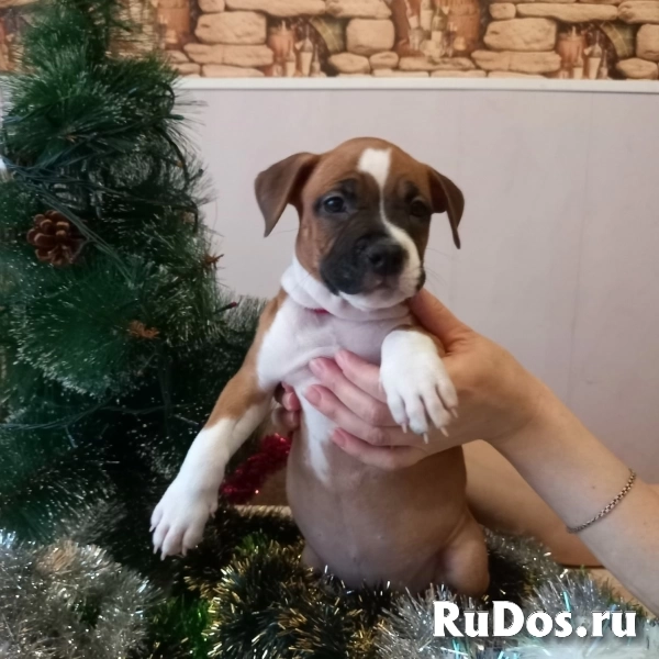 Рыжие малыши Амстаффтерьера    ркф изображение 6