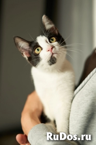 котенок Котя ищет дом фотка