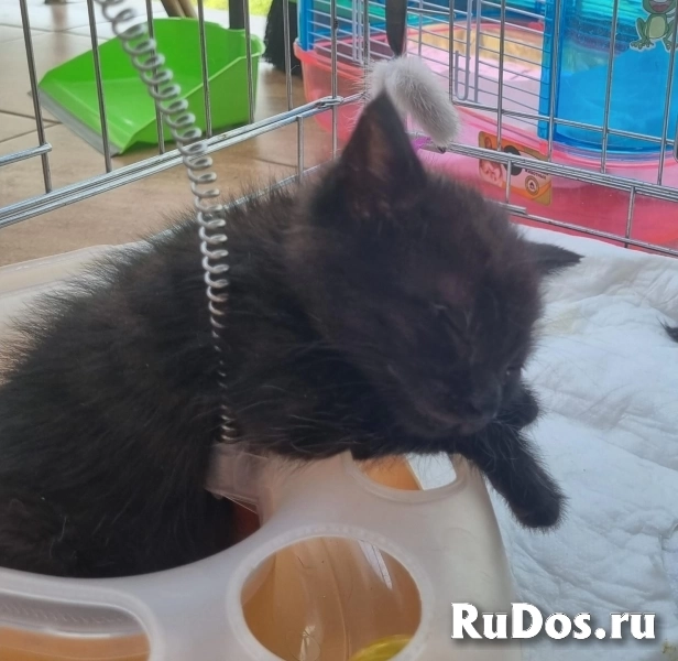 Чудесные котята Тим и Том в добрые руки. изображение 5