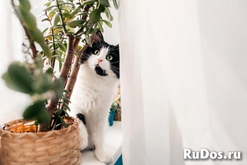 Любопытный котик Бурбон в добрые руки! изображение 8