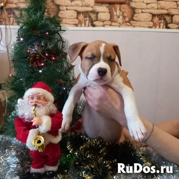 Рыжие малыши Амстаффтерьера    ркф изображение 8