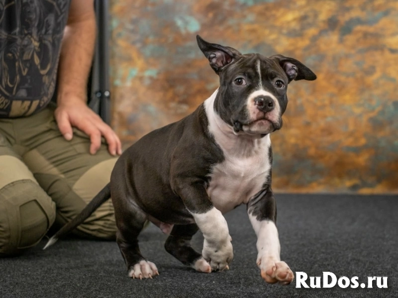 Черные кобели Амстаффа ркф изображение 9