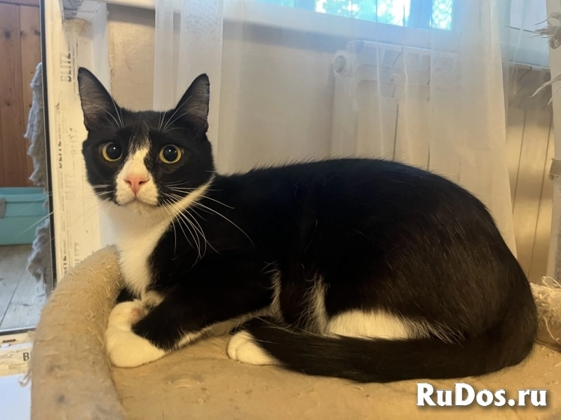 Добрый и ласковый котик Маркиз ищет дом! объявление Добрый и ласковый котик Маркиз ищет дом! фотка